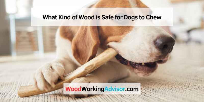 What Kind of Wood is Safe for Dogs to Chew