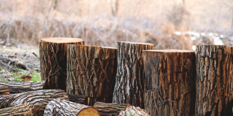 How to Identify Wood Logs