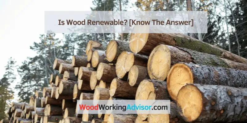 Is Wood Renewable?