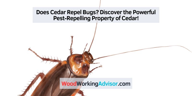 Does Cedar Repel Bugs