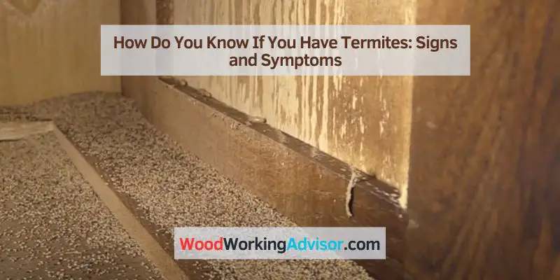 How Do You Know If You Have Termites