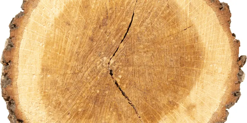How to Keep Bark on Wood Slices