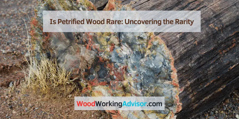 Is Petrified Wood Rare