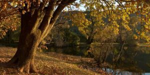 Oak Vs Maple Tree: Which Wood Reigns Supreme?