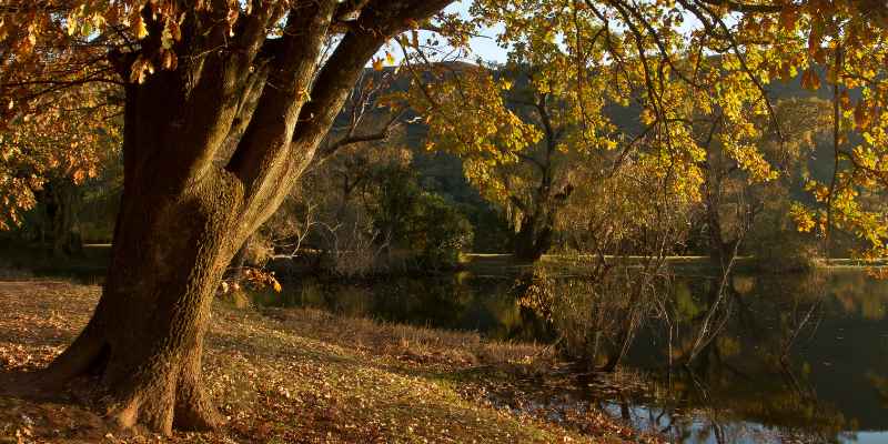 Oak Vs Maple Tree