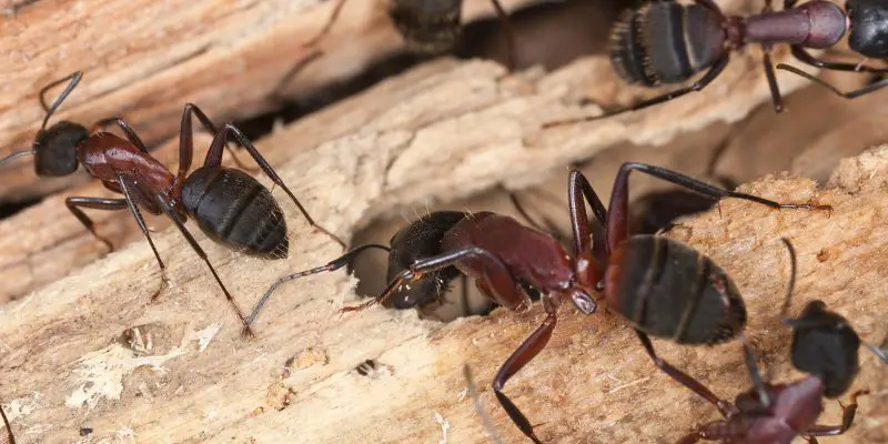 What Do Carpenter Ants Eat