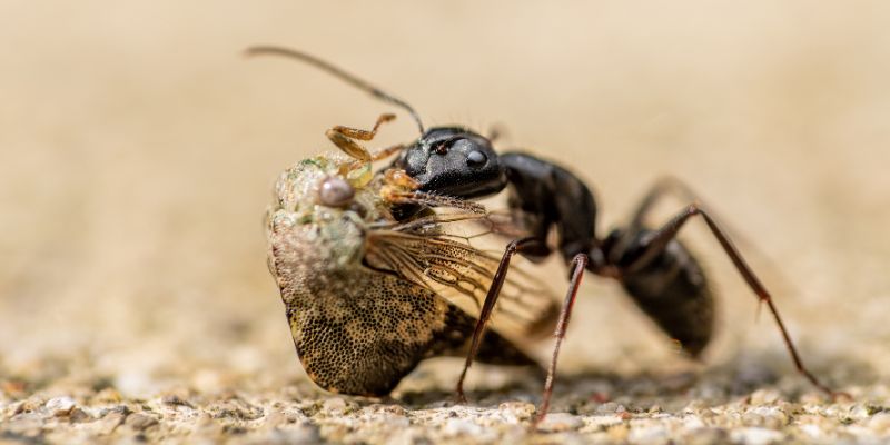 Do Carpenter Ants Eat Wood
