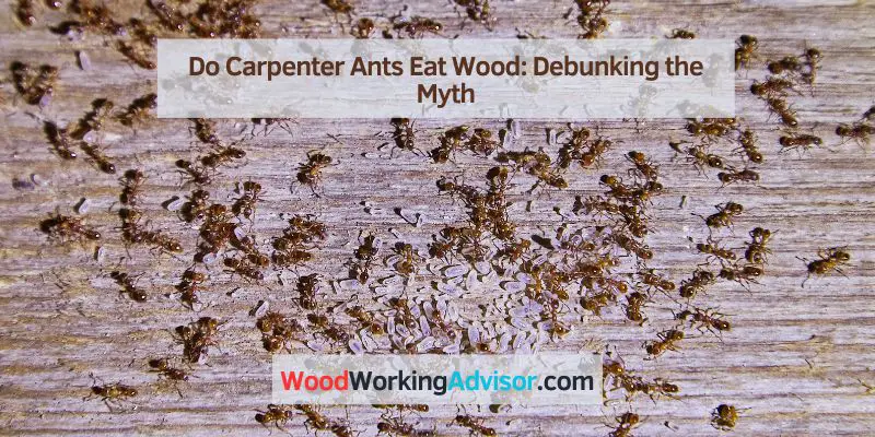 Do Carpenter Ants Eat Wood