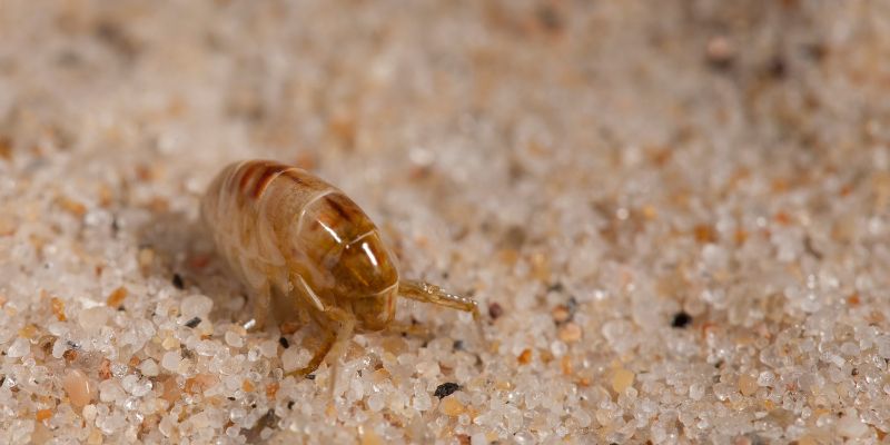 How to Banish Fleas and Protect Your Hardwood Floors