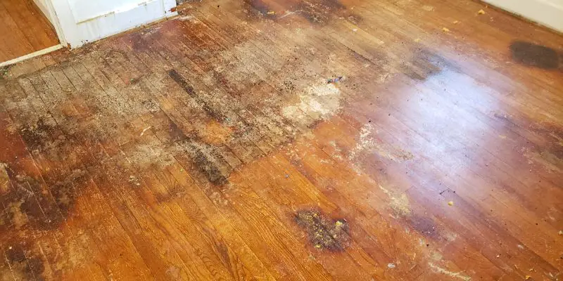 How to Banish Pet Urine Stains from Hardwood Floors