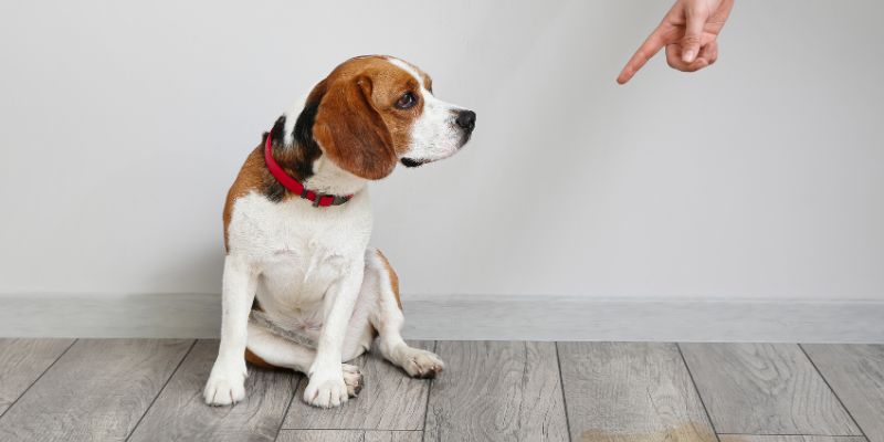 How to Banish Urine Smell from Hardwood Floors