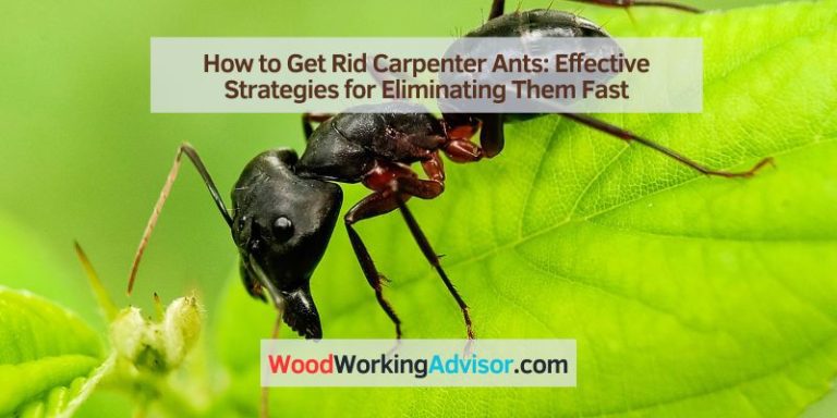 How To Get Rid Carpenter Ants: Effective Strategies For Eliminating ...