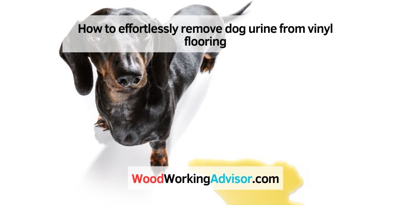 How to remove dog urine from vinyl flooring