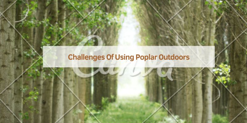 Challenges Of Using Poplar Outdoors