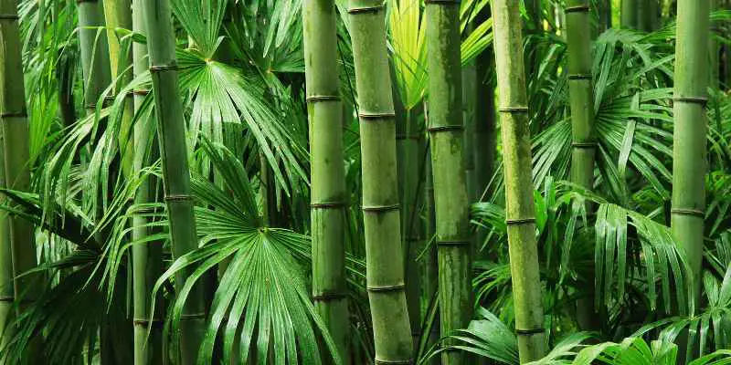 How Strong Is Bamboo