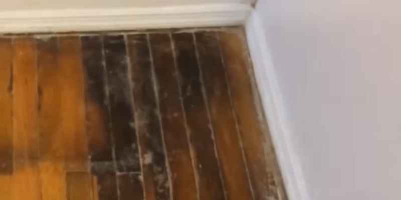 How To Easily Eliminate Black Urine Stains From Hardwood Floors