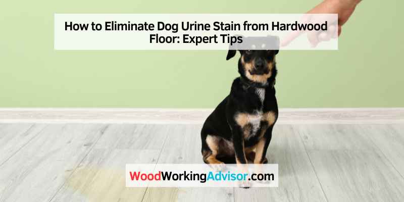 How to Eliminate Dog Urine Stain from Hardwood Floor