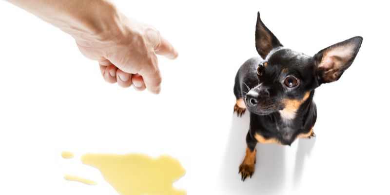 How to  remove dog urine from vinyl flooring