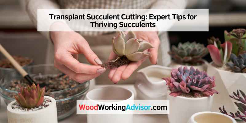 Transplant Succulent Cutting