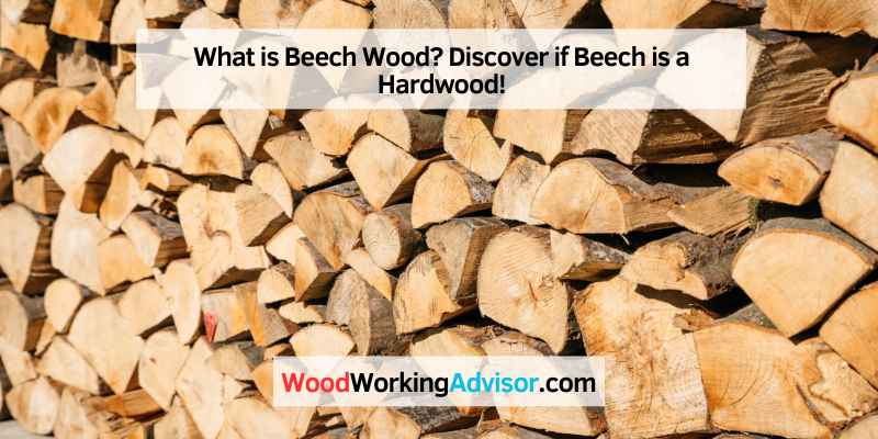 What is Beech Wood? Discover if Beech is a Hardwood!