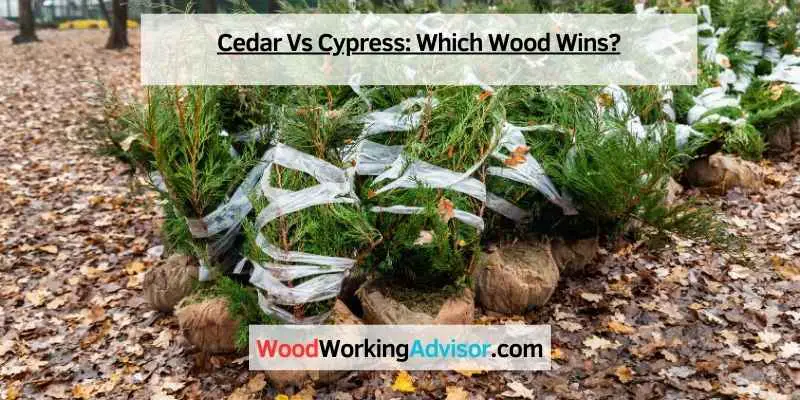 Cedar Vs Cypress