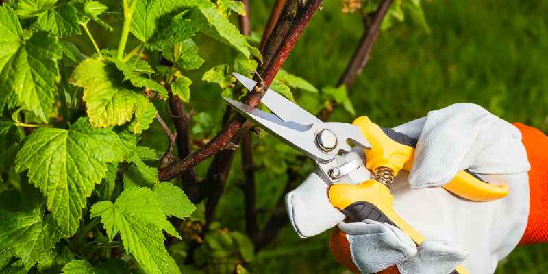 Cutting Back Shrubs for Winter: Maximize Growth & Protection