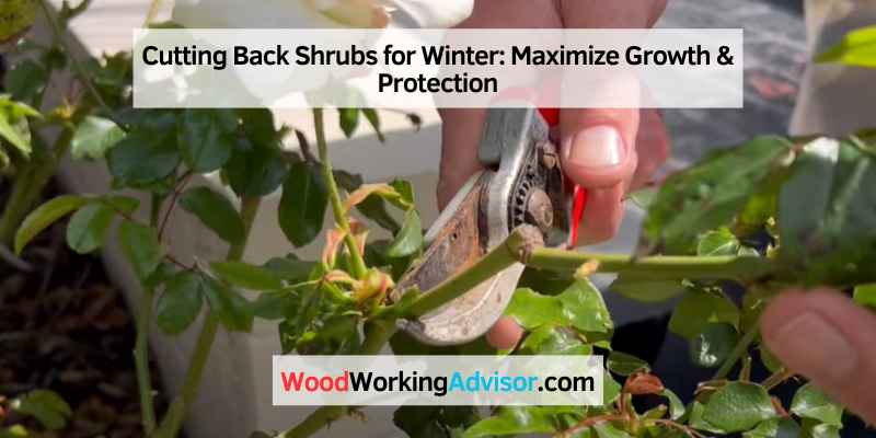 Cutting Back Shrubs for Winter: Maximize Growth & Protection