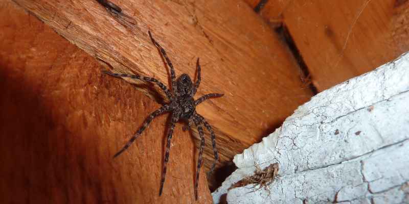 Where do Wood Wood Spiders Live