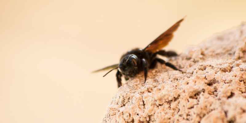 Protect Wood from Carpenter Bees