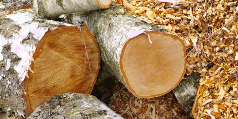 Is Beech Wood Good Firewood