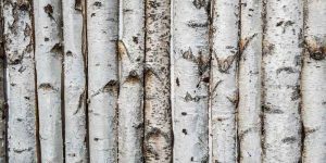 Is Birch a Hard Or Soft Wood
