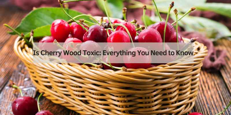 Is Cherry Wood Toxic