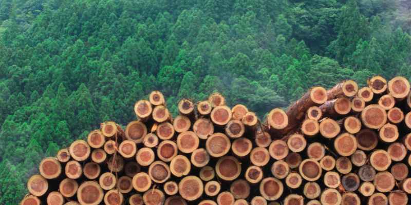 What Wood Smells the Best