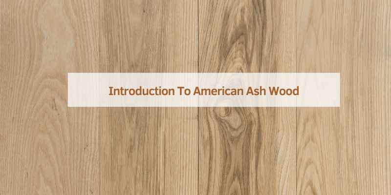 Introduction To American Ash Wood