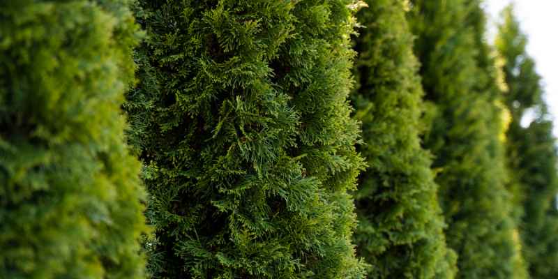 Are Cedar Trees Evergreen
