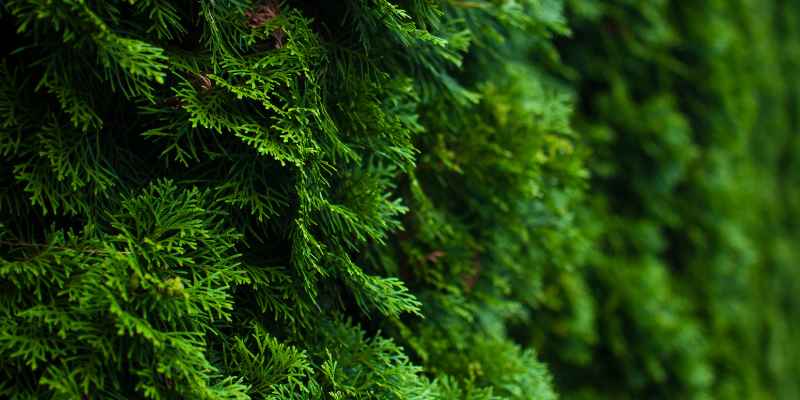 Are Cedar Trees Evergreen