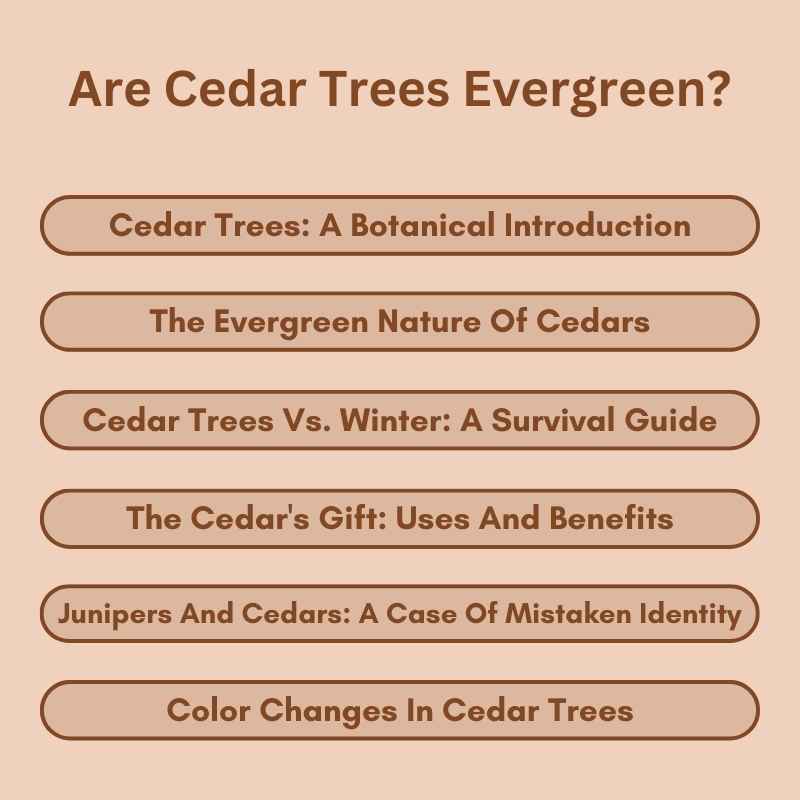 Are Cedar Trees Evergreen?