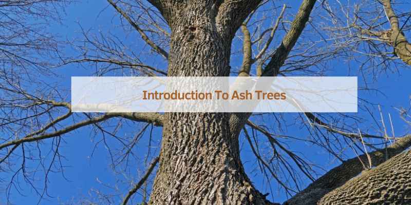 Introduction To Ash Trees