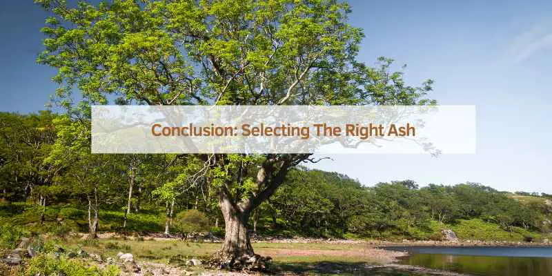 Conclusion: Selecting The Right Ash