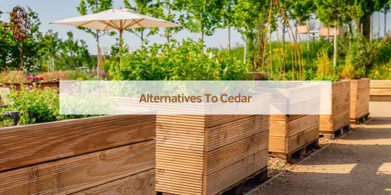Best Cedar for Raised Garden Beds