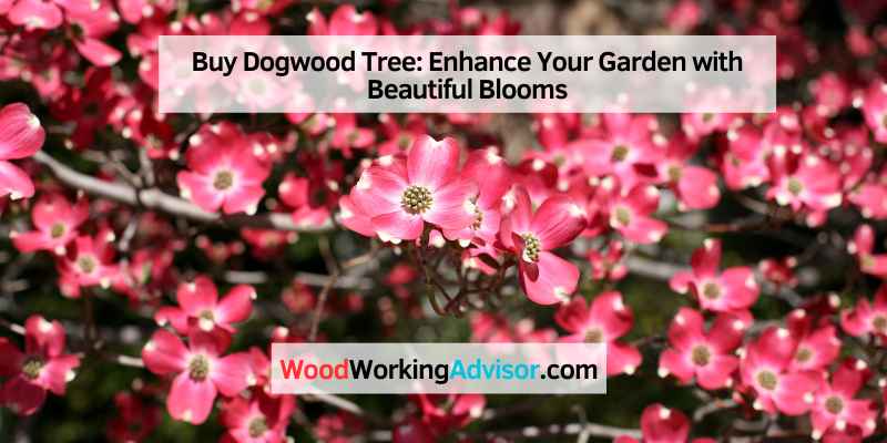 Buy Dogwood Tree