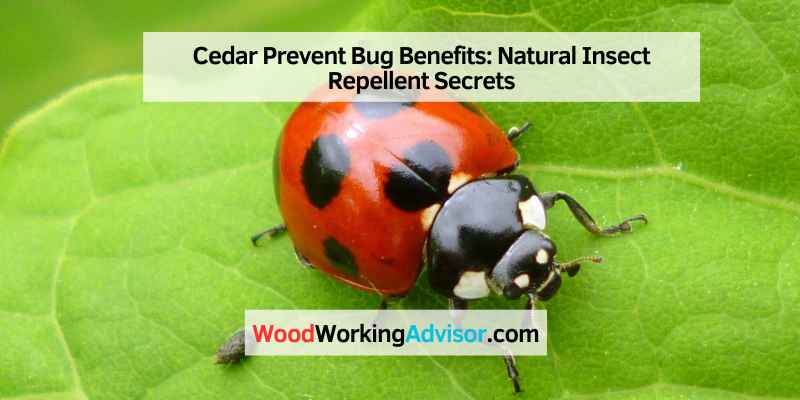 Cedar Prevent Bug
