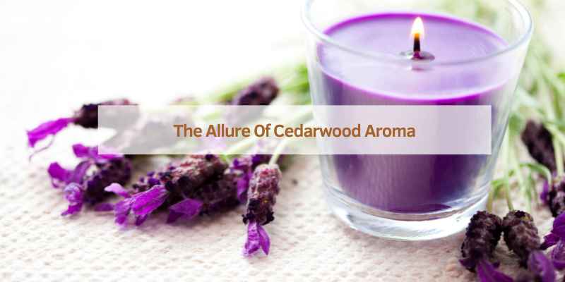 The Allure Of Cedarwood Aroma