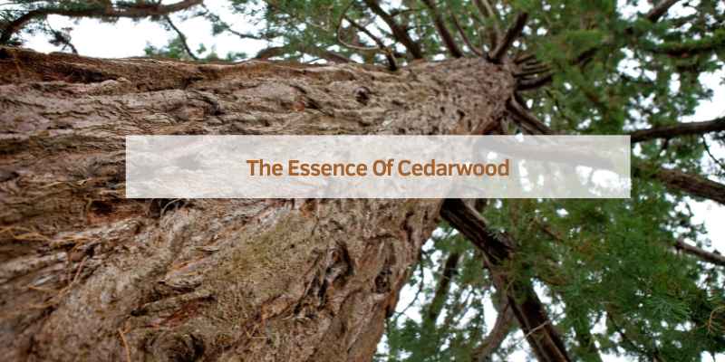 The Essence Of Cedarwood