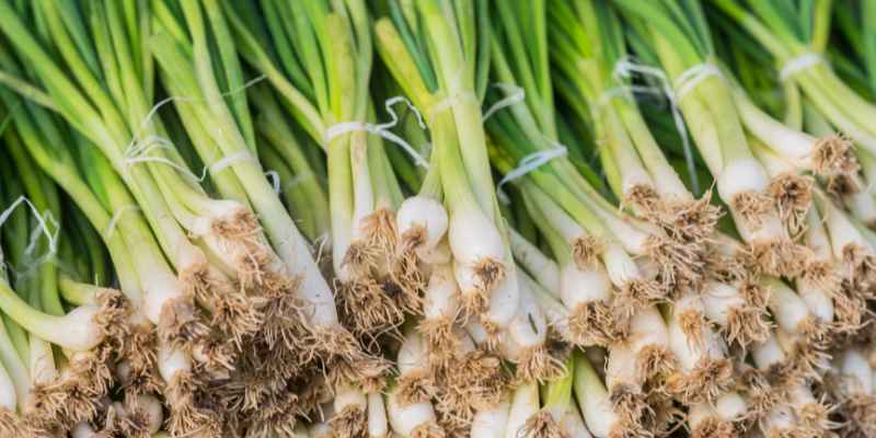 Do Onions Like Wood Ash