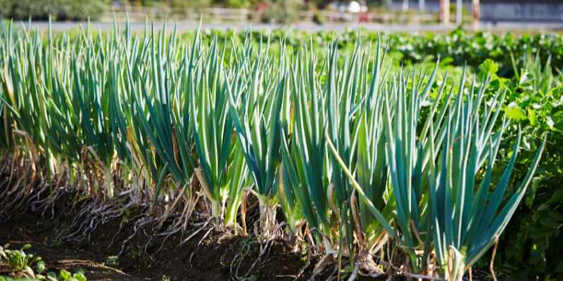 Do Onions Like Wood Ash