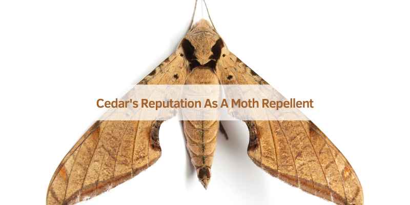 Does Cedar Help With Moths