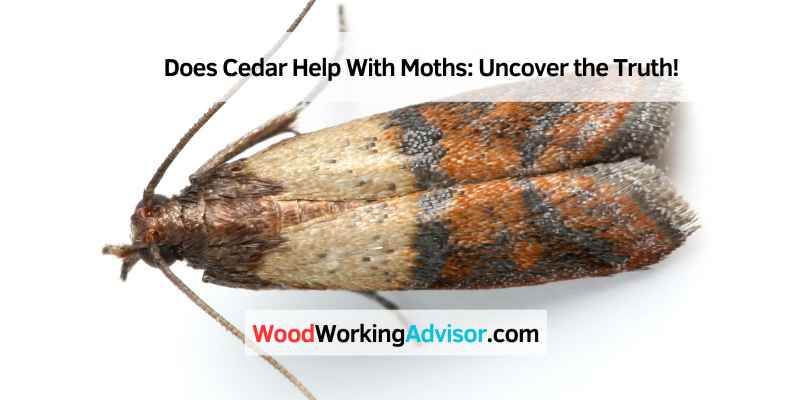 Does Cedar Help With Moths