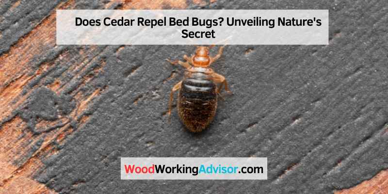 Does Cedar Repel Bed Bugs