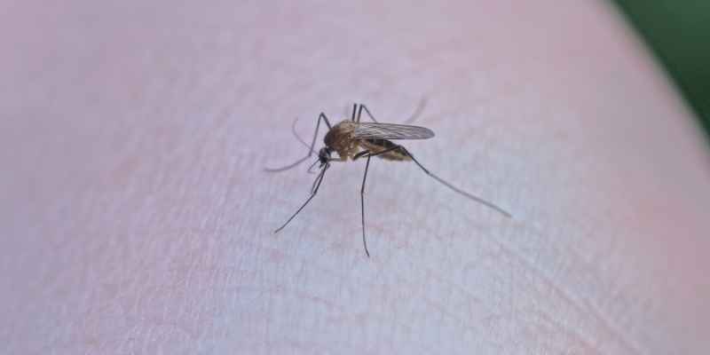 Does Cedar Wood Repel Mosquitoes